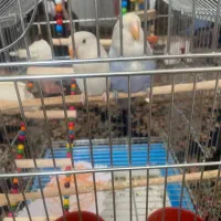 کوتوله برزیلی رام با قفس