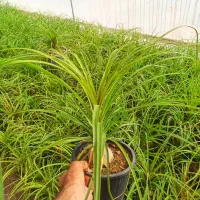 گل آپارتمانی قیمت 50