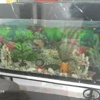 اکواریوم شیشه خم