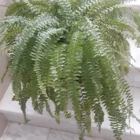 گل سرخس