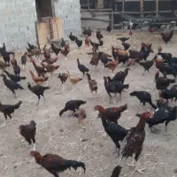 تخم لاری نطفه دار|خوردنی و آشامیدنی|کردکوی, |دیوار