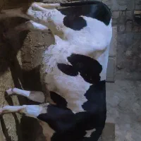 ماده گاو