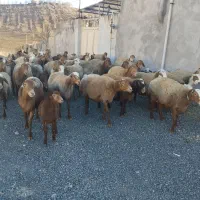 گوسفند ، میش و بره|حیوانات مزرعه|کرمانشاه, |دیوار