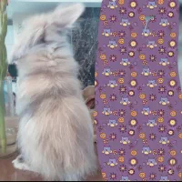 خرگوش لوپ ترکیش آنگورا|موش و خرگوش|تهران, سازمان آب|دیوار