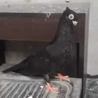 سیاه واکسی|پرنده|مسجد سلیمان, |دیوار