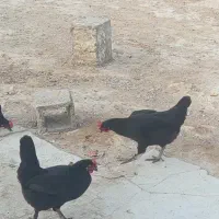 مرغ محلی اصل|حیوانات مزرعه|آبپخش, |دیوار