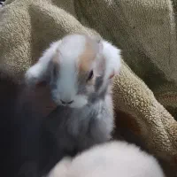 ۸عدد خرگوش کوچولو|موش و خرگوش|برازجان, |دیوار