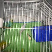 مرغ عشق  نره ماده