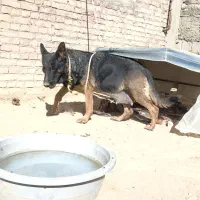 سگ ژرمن|سگ|میاندوآب, |دیوار