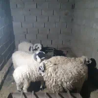 بره ی محلی چاق زیر قیمت بازار|حیوانات مزرعه|سراوان, |دیوار