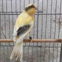 قناری نر خوشرنگ عروسک بخون