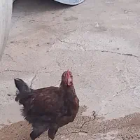 جوجه کردی