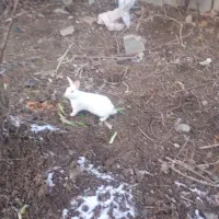 خرگوش|موش و خرگوش|اشترینان, |دیوار