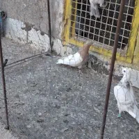 ،...‌کله زرد زات عالی حیون پرش سار اقون فروخته شده