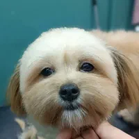 مربی سگ خانگی و کوچک۱۰۰٪ تضمینی / آموزش سگ|خدمات آموزشی|اهواز, کیانپارس |دیوار