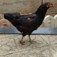 مرغ تخم گذار وارک