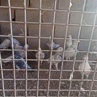 کبوتر هفرنگ|پرنده|کوهسرخ, |دیوار