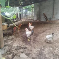 مرغ وخروس محلی وبازاری پر کنده آماده به پخت