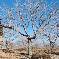 هرس درخت پسته