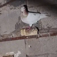 تعداد کفتر کشتنی