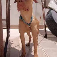 پیتبول ماده