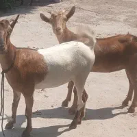 گیسه  چاق بره کهره بز
