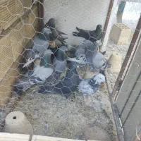 پرنده.پر