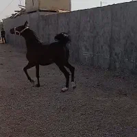 اسب(کره مروان شاه)