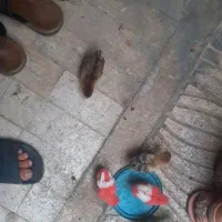 تعدادی جوجه سالم وفرز ۳تا ماشینی ۱۸۰تومن