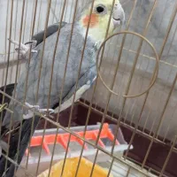 عروس هلندی نر