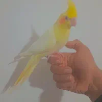 جوجه عروس دستی ، شاه تخم|پرنده|اصفهان, منتظرالمهدی|دیوار