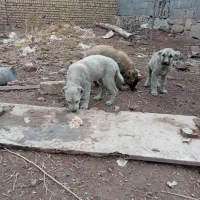 سگ سرابی توله|سگ|چناران, |دیوار