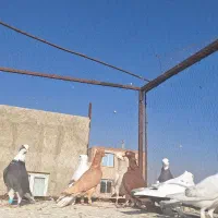 ۹تا کفتر پرنده بشرط مفت