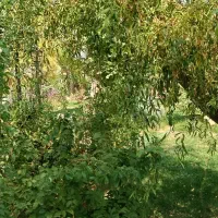 املاک لوکس