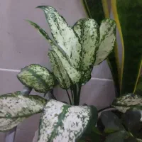 گل وگیاه طبیعی