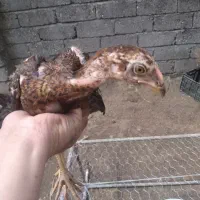 جوجه لاری ۲ماه