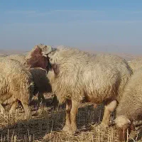 ورن سنجابی اصیل|حیوانات مزرعه|ماهیدشت, |دیوار