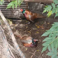 مرغ و خروس آمریکایی نیمچه تا بالغ|حیوانات مزرعه|رودسر, |دیوار