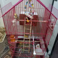 عروس هلندی سوخنگو|پرنده|اشنویه, |دیوار