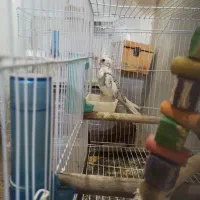 جوجه عروس هلندی دوکت آلبینو