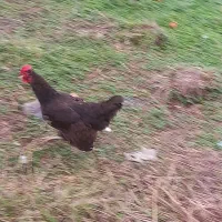 دوتا مرغ معاوضه با خروس