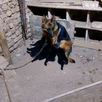 ژرمن ماده  جنس خوب|سگ|قزوین, |دیوار