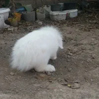 خرگوش لوپ ماده بالغ اماده جفت گیری فوری|موش و خرگوش|گنبد کاووس, |دیوار