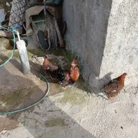 مرغ|حیوانات مزرعه|شباب, |دیوار