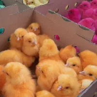 فروش جوجه رنگی ارسال به کل نقاط و شهرهای ایران