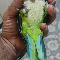 طوطی راهب سخنگو|پرنده|تهران, جی|دیوار