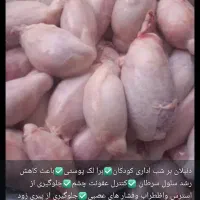 دنبلان گوسفند|عمده‌فروشی|رامهرمز, |دیوار