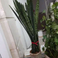 فروش فوری گل سانسوریا