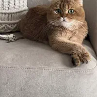 گربه استکاتیش فولد|گربه|میاندوآب, |دیوار