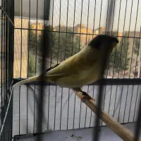 قناری های خونگی درجه یک